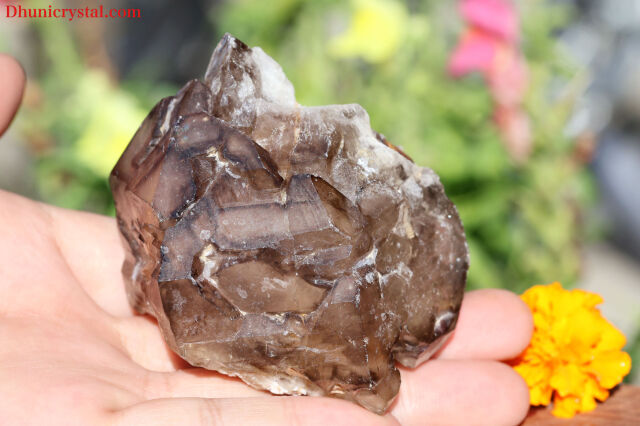 スモーキー・エレスチャル/ジャカレー(W94)