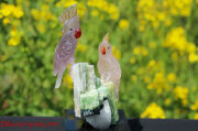 プレミアム・石の鳥さんシリーズ【アメジスト＆ローズクォーツのオウムonウォーターメロントルマリン水晶】(G351)