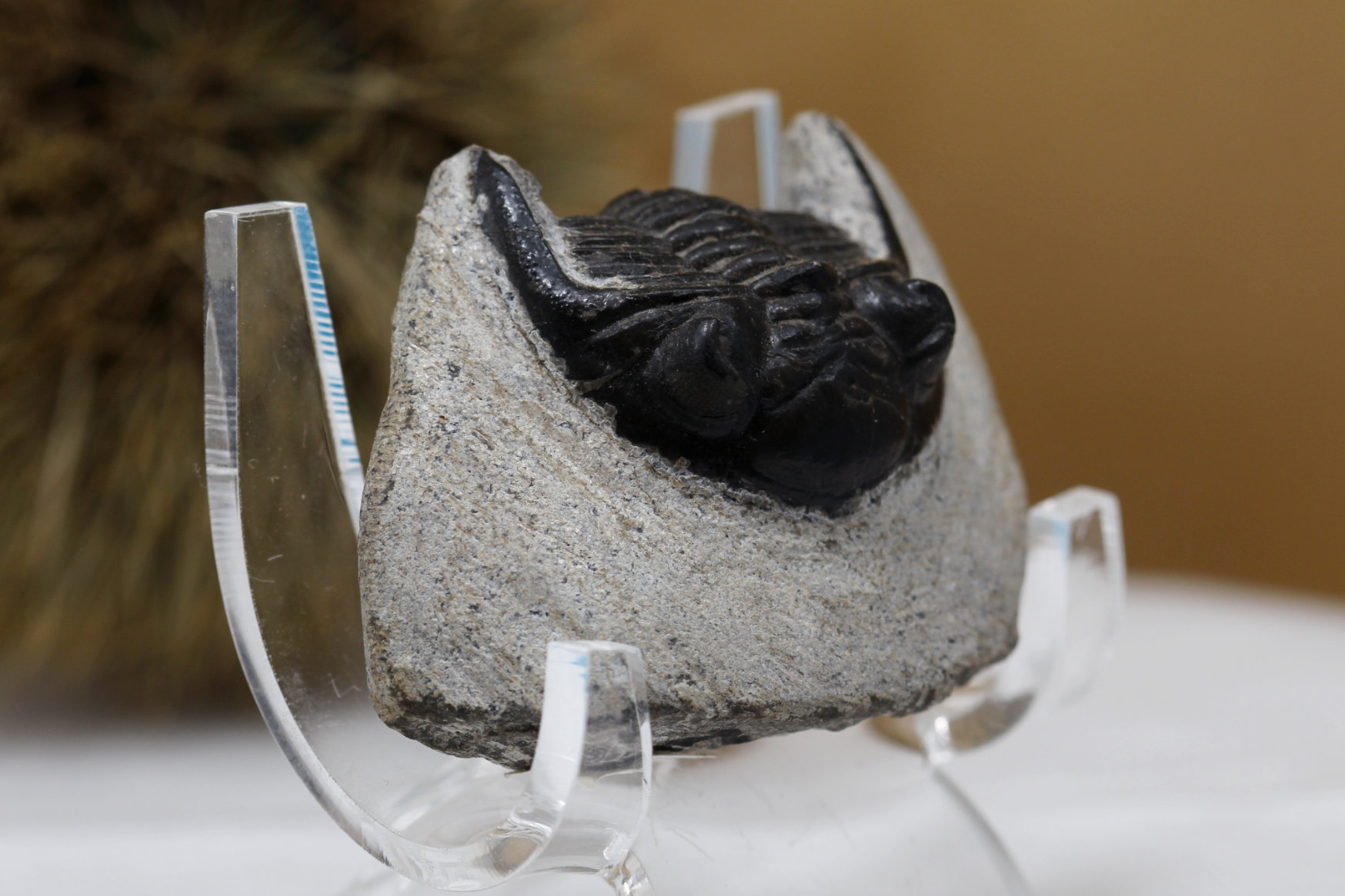 三葉虫の化石/ホランドプス(R107)