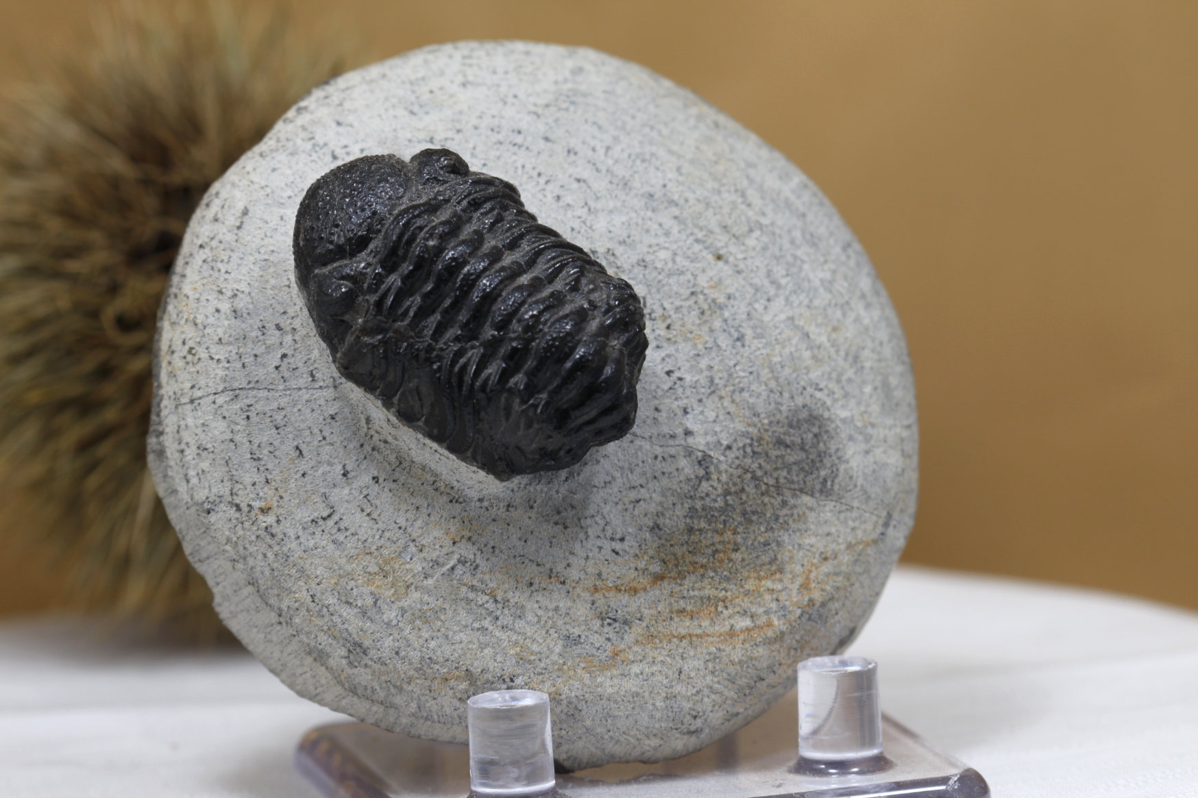 三葉虫の化石/クレタノセファリナ(R108)