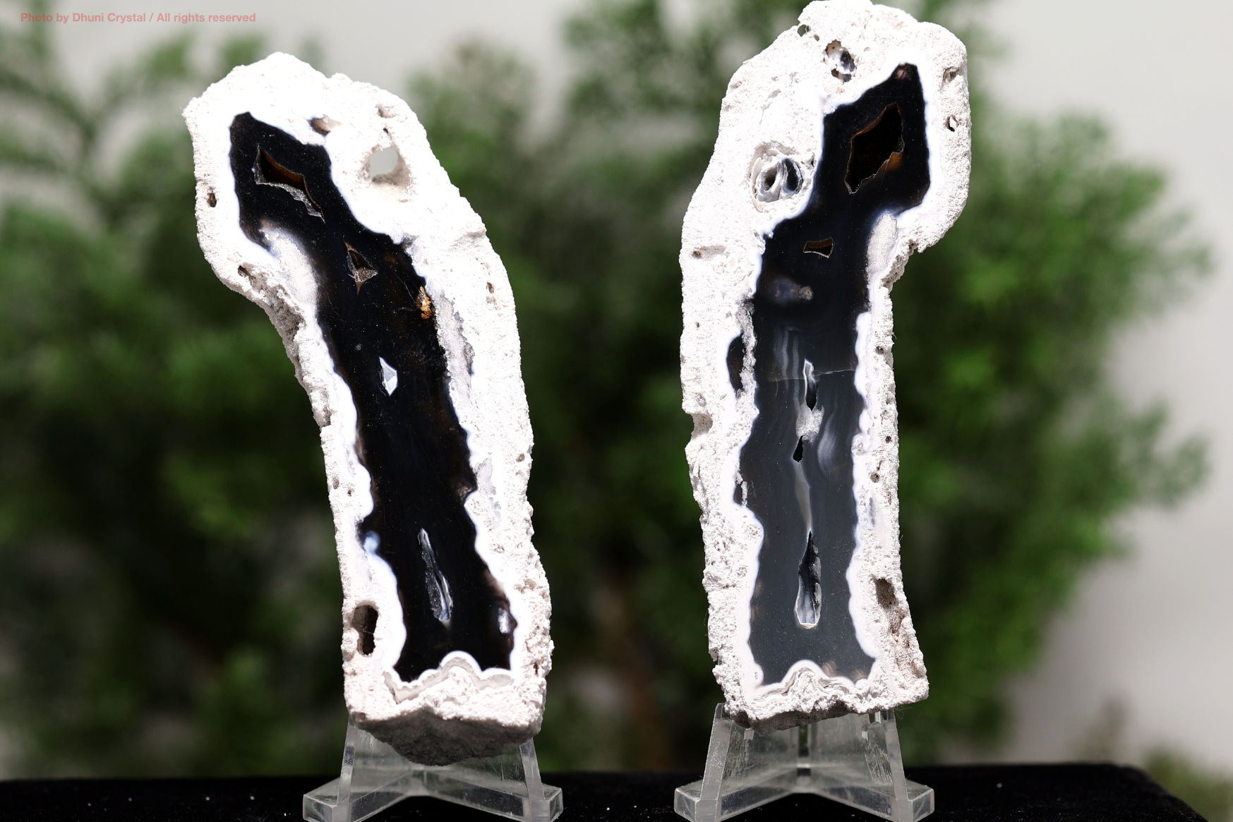 アゲート化サンゴ/珊瑚の化石/ペア(T725