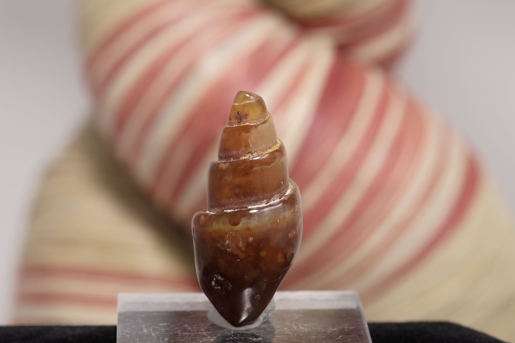 貝の化石/カーネリアン（W255)