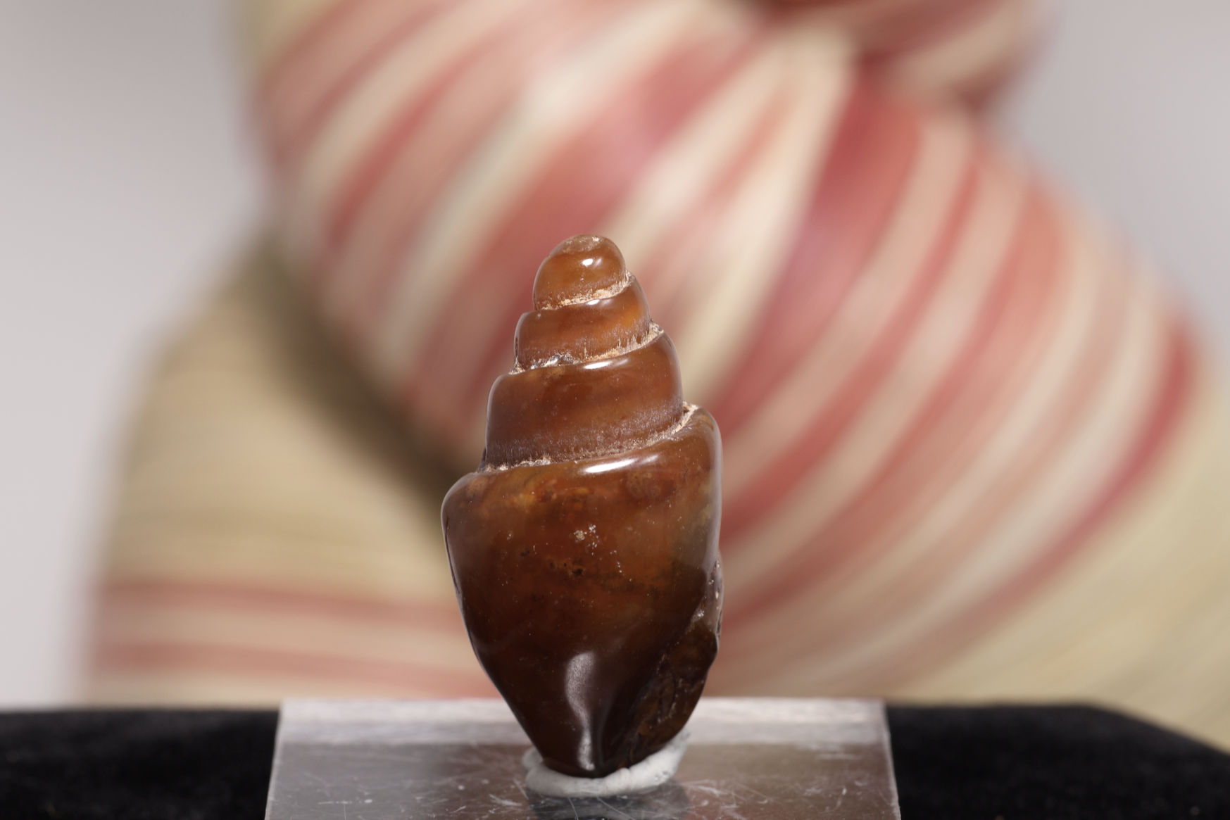 貝の化石/カーネリアン（W259)