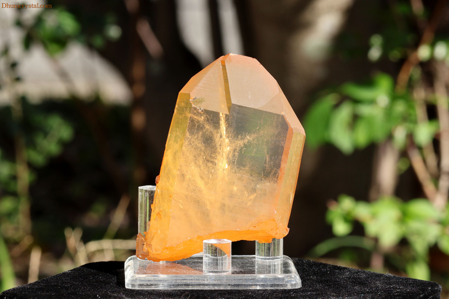 【SOLDOUT!】 ブラジリアン・ゴールデンヒーラー/シングルポイント(W560)