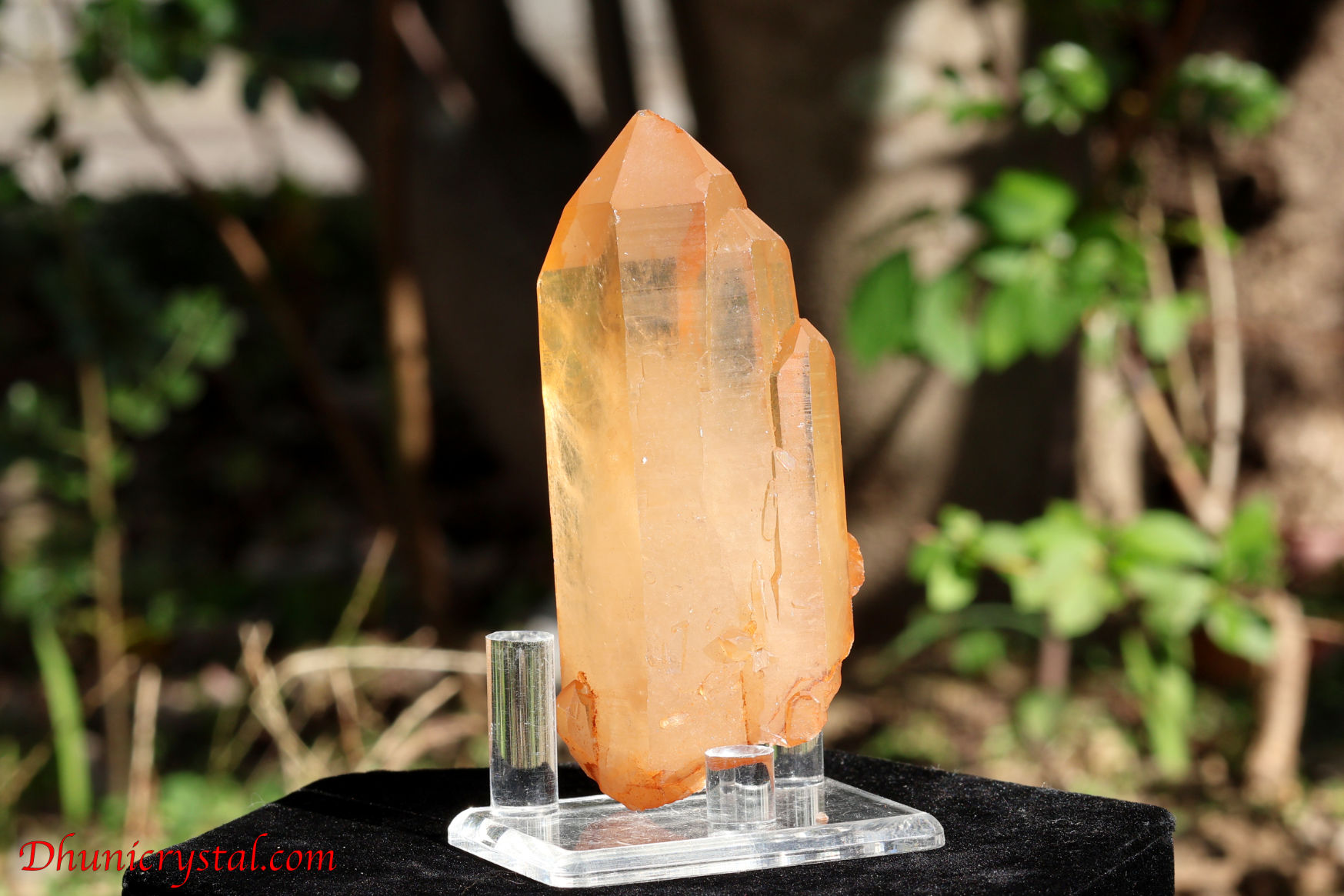 ブラジリアン・ゴールデンヒーラー/シングルポイント(W561)