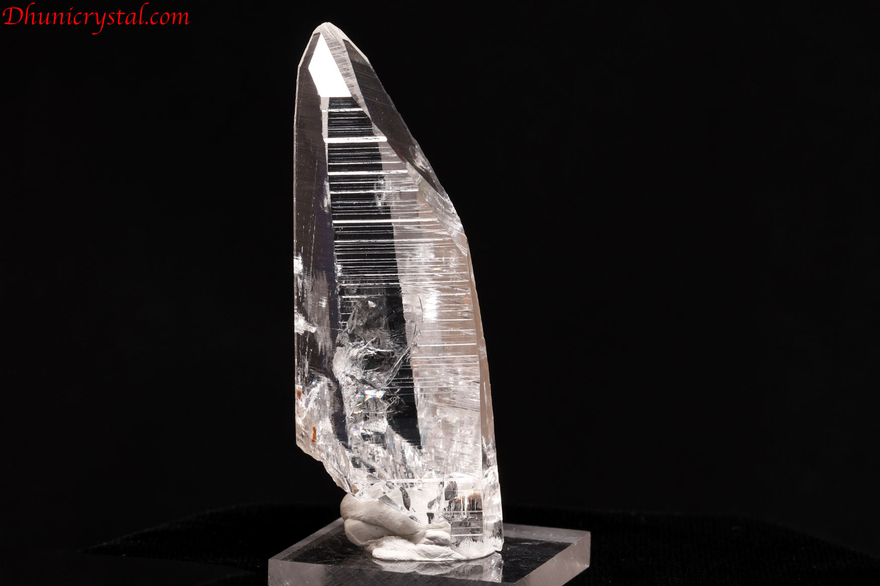 コロンビアン・レムリアン(W587)