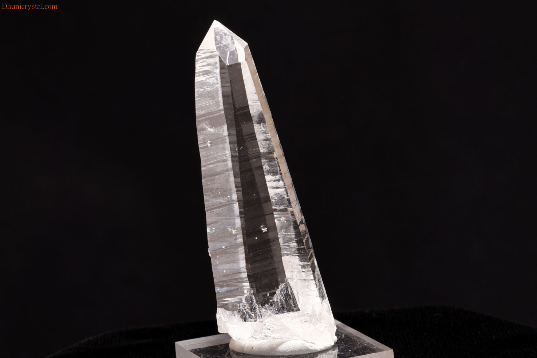 【SOLDOUT】コロンビアン・レムリアン(W588)