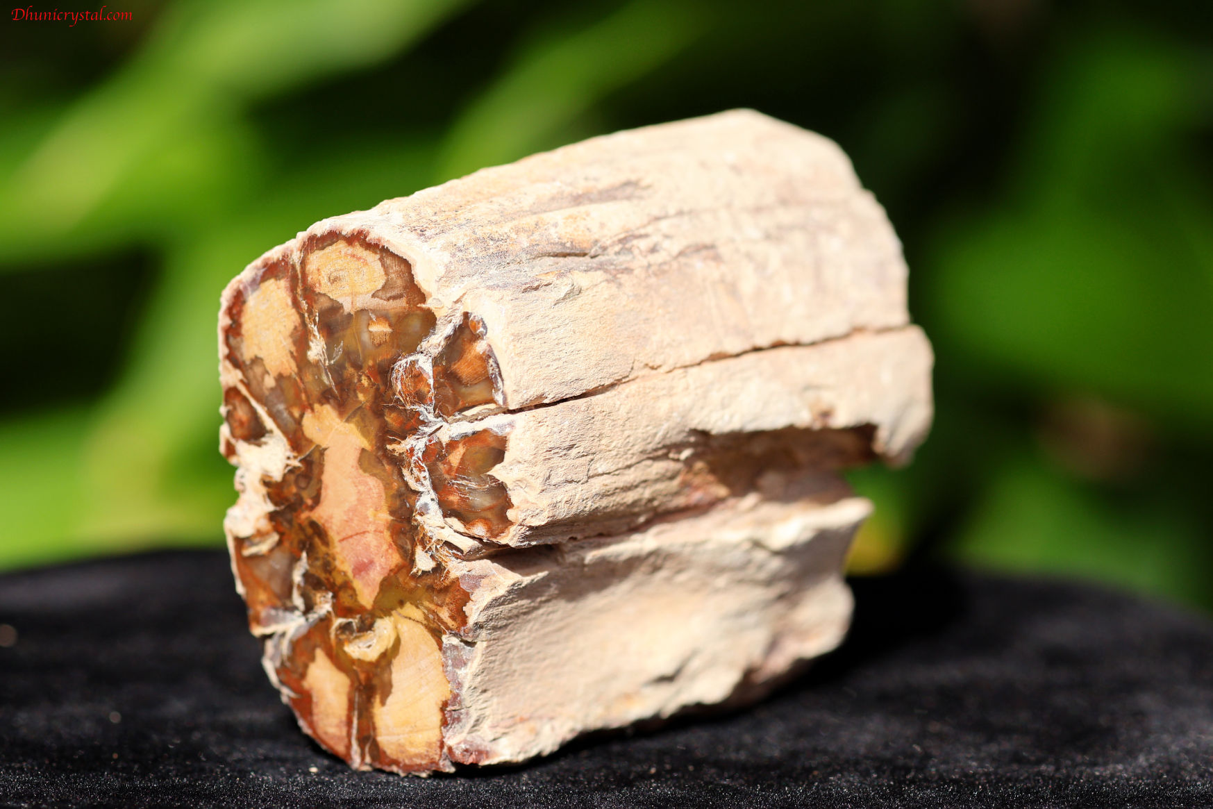 【SOLDOUT】ペトリファイドウッド/珪化木(W832)