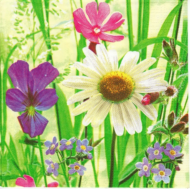 Sunny Field