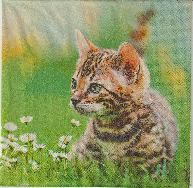 ５枚組ペーパーナプキン＊Cute Cat