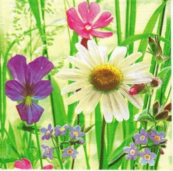 Sunny Field