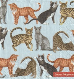 ５枚組ペーパーナプキン＊CATS