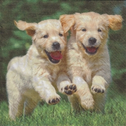 ５枚組ペーパーナプキン＊Happy Puppies