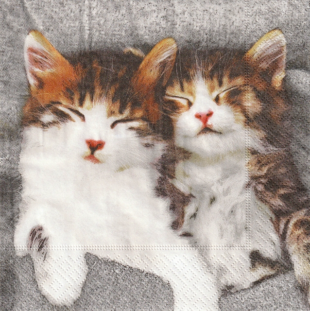 ５枚組ペーパーナプキン＊Sleepy Cats