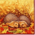 Hedgehog