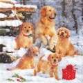 カクテルサイズ５枚組＊Puppies