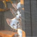 ５枚組ペーパーナプキン＊Three Friends