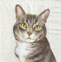 ５枚組ペーパーナプキン＊Farm Cat