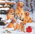 ５枚組ペーパーナプキン＊Golden Retriever