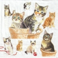 ５枚組ペーパーナプキン＊Cute Kittens