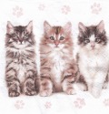 ５枚組ペーパーナプキン＊ねこ３匹