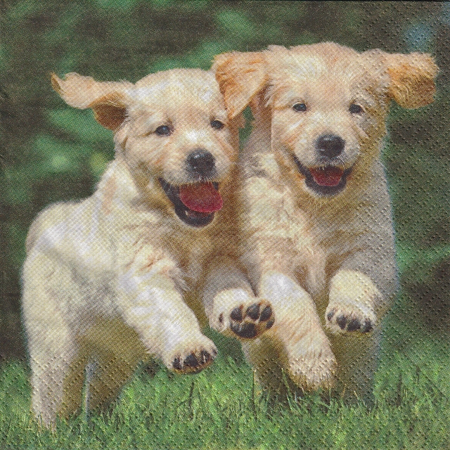 ５枚組ペーパーナプキン＊Happy Puppies