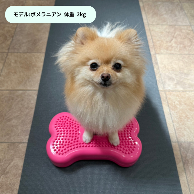 DINGO バランスディスク ボーン 【S】