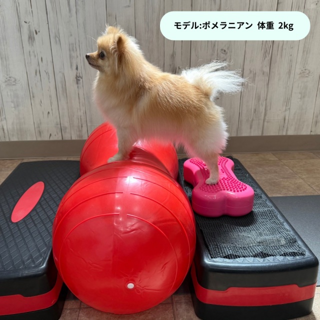 DINGO バランスディスク ボーン 【S】