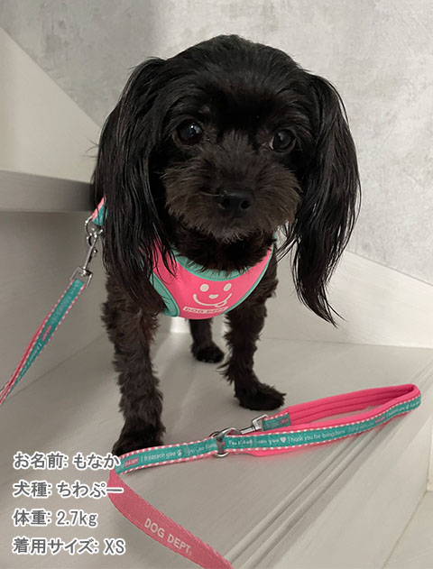 DOG GOODS】メッセージ リード＆ソフトハーネスセット