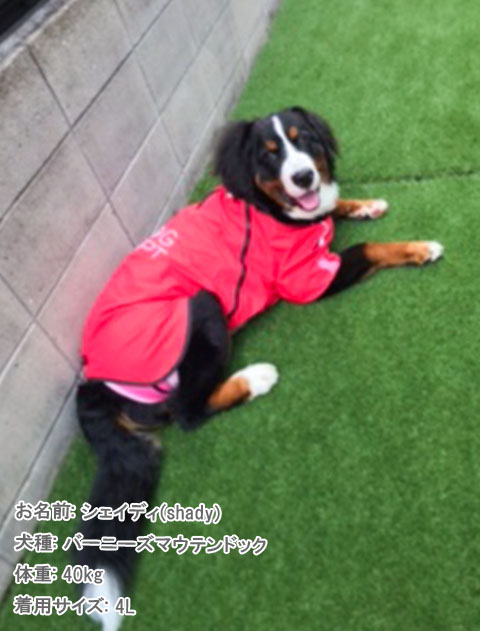 撥水コート犬服ブランドのドッグデプト/DOG DEPT