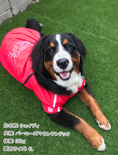 撥水コート犬服ブランドのドッグデプト/DOG DEPT