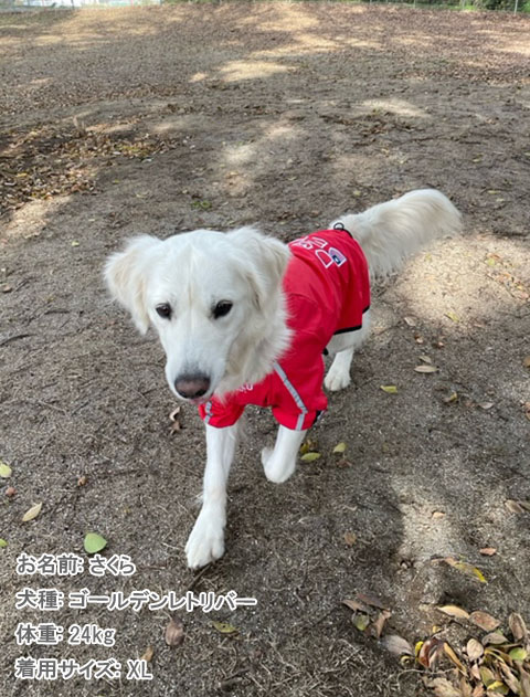 撥水コート犬服ブランドのドッグデプト/DOG DEPT