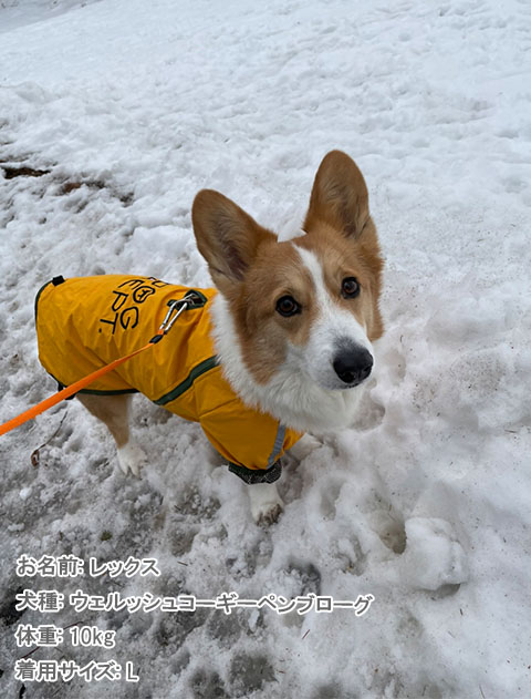 撥水コート犬服ブランドのドッグデプト/DOG DEPT