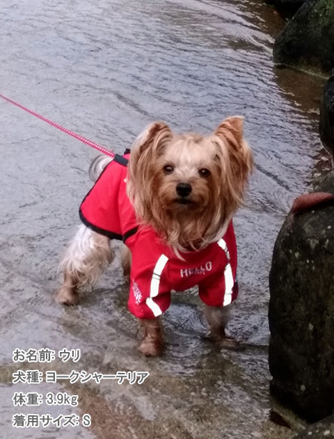 撥水コート犬服ブランドのドッグデプト/DOG DEPT