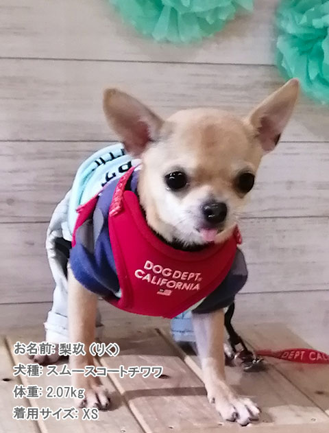 クラシックロゴリード＆ソフトハーネスセット ブランドのドッグデプト/DOG DEPT