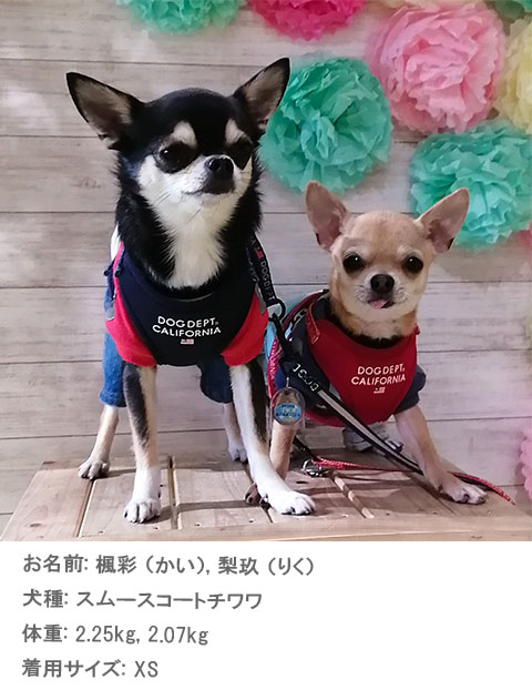 DOG GOODS】クラシックロゴリード＆ソフトハーネスセット