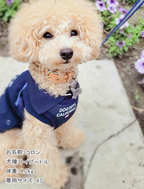 クラシックロゴリード＆ソフトハーネスセット ブランドのドッグデプト/DOG DEPT