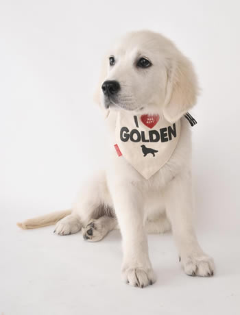 MY DOGバンダナ