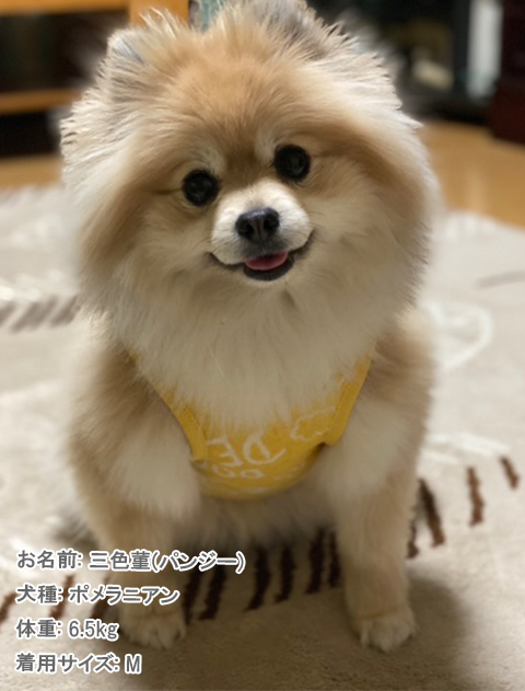 パイルジャガードセーラー犬服ブランドのドッグデプト/DOG DEPT