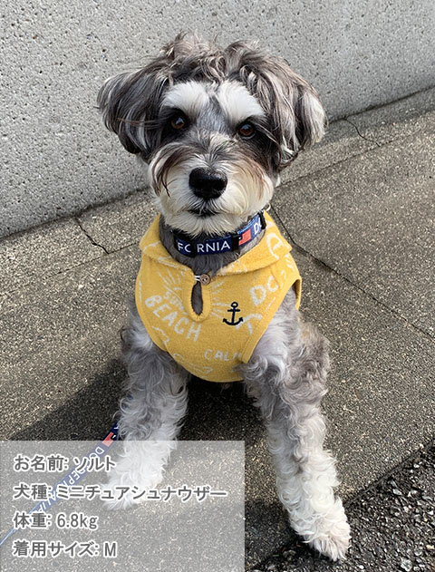 パイルジャガードセーラー犬服ブランドのドッグデプト/DOG DEPT