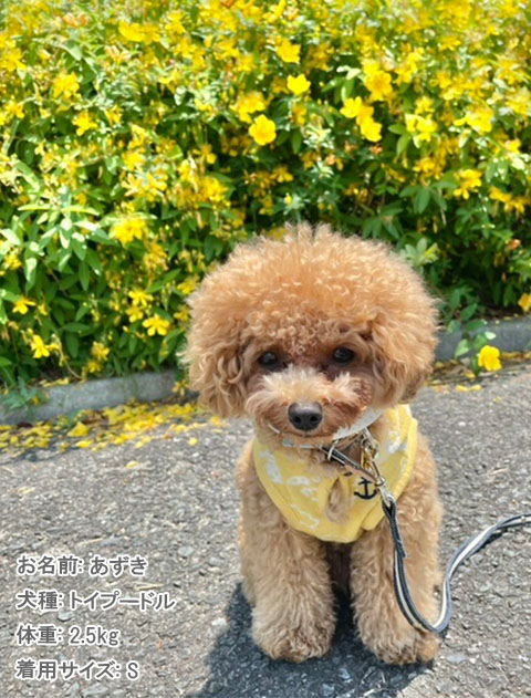 パイルジャガードセーラー犬服ブランドのドッグデプト/DOG DEPT