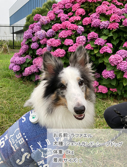 ドッグデプト DOG DEPT ラッシュガード 犬服 / ドッグウェア】ラッシュガード ロンパース / DOG DEPT