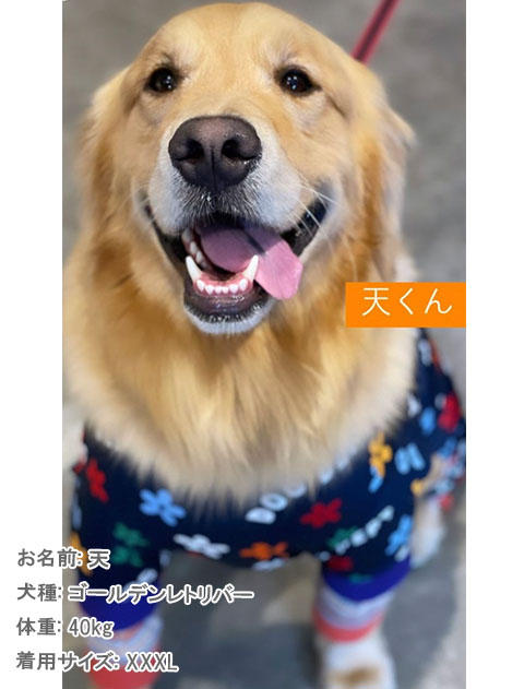 犬服 ドッグウェア ラッシュガード ロンパース Dog Dept ドッグデプト Online Shop