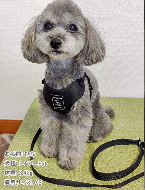 ジャガードロゴ　リード＆ソフトハーネスセット ブランドのドッグデプト/DOG DEPT