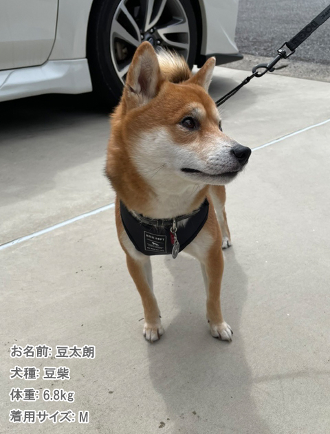 ジャガードロゴ　リード＆ソフトハーネスセット ブランドのドッグデプト/DOG DEPT