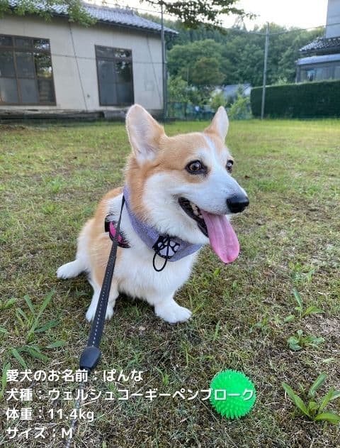 メランジクールネック ブランドのドッグデプト/DOG DEPT