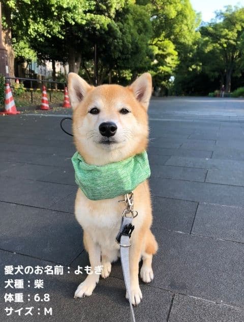 メランジクールネック ブランドのドッグデプト/DOG DEPT