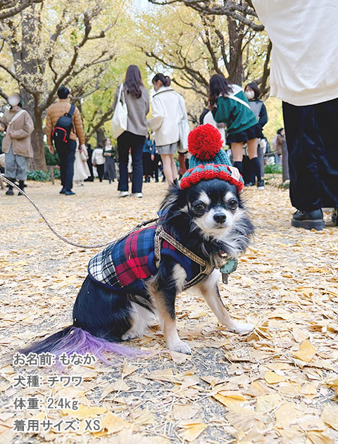 チェックPTボタンパーカー犬服ブランドのドッグデプト/DOG DEPT