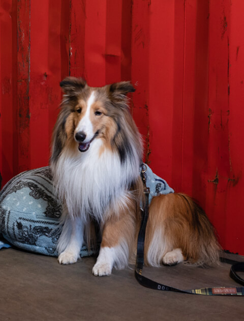 バンダナボアぬくぬくベッドカバー ブランドのドッグデプト/DOG DEPT