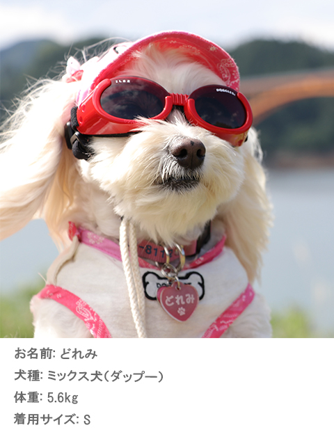DOG GOODS】ドッグル